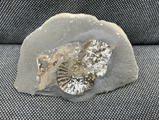 Pyrite Fossil Ammonite