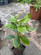 Sawtooth Oak saplings, Oak