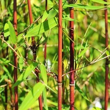 Fargesia Scabrida Asian Wonder