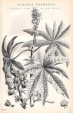 1880 PRINT ~ BOTANY ~ CASTOR OIL PLANT PALMA CHRISTII RICINUS COMMUNIS