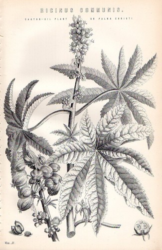1880 print botany castor - 1880, ~
