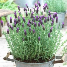 Lavender Anouk in 14cm Pot -
