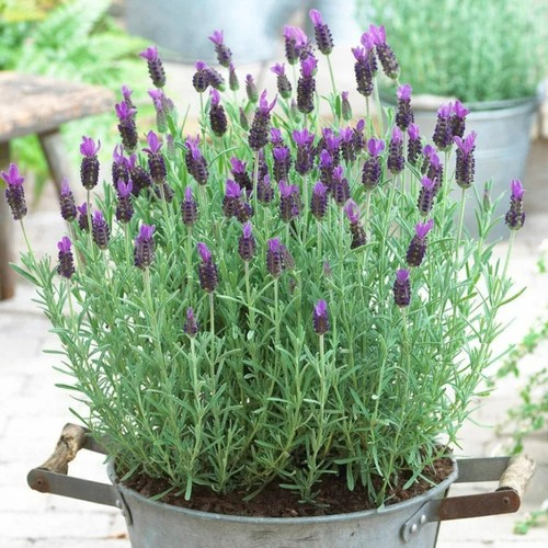 Lavender anouk 14cm pot - 14cm,