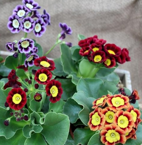 Fancy auricula named primula - auricula,
