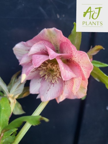 Helleborus orientalis double - helleborus,