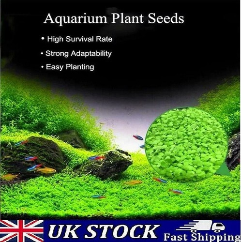 Aquarium clover grass - aquarium,