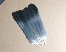 Full set of Wood pigeon tail feathers