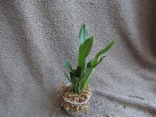 Rare Dracula wallisii orchid