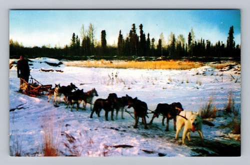 Alaskan dog sled team - dog,
