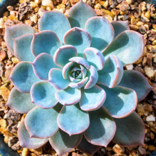 Echeveria Peacockii -