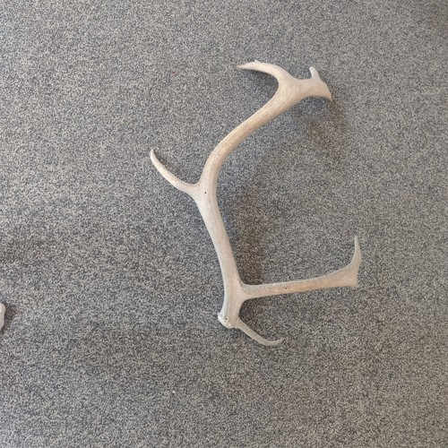 Naturally shed reindeer antler - reindeer,