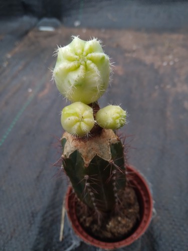 Variegated echinocereus - variegated,