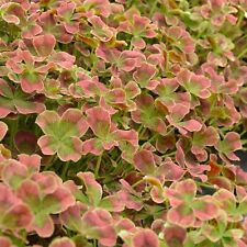 Trifolium Clover Plug Plants Dark Chocolate Leaves Garden Perennial, Pack of 3