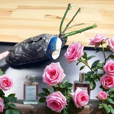 Perfume Rose Bush Plant Bare Root Hybrid Tea Fragrant Garden Flower Hardy Patio