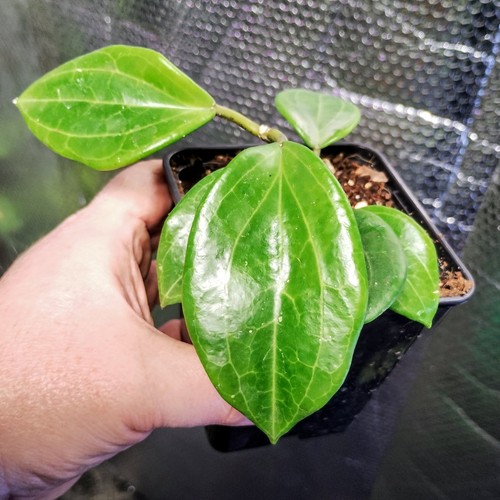 Hoya quinquenervia unusual - hoya,