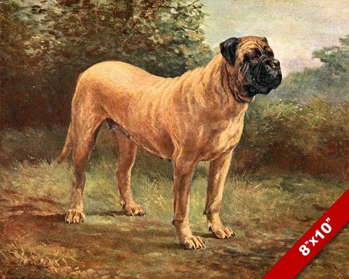 The proud gentle mastiff dog - the,