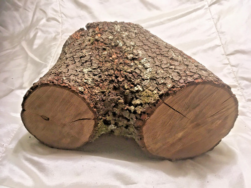 Holm oak wood - log, blank
