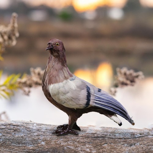 Simulation pigeon model dove - model,