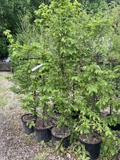 10 X Hornbeam XL Carpinus Betulus Instant Hedging 4 - 5 Ft high pot rooted