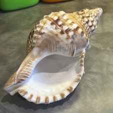 Large Triton Trumpet Seashell charonia Tritonis conch shell 30cm 