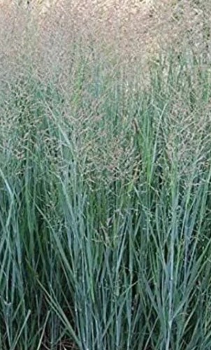 Panicum virgatum blue giants - panicum,