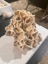 Very Large Natural Reef Coral