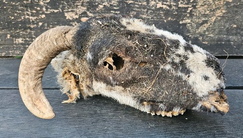 Sheep skull taxidermy art - skull,