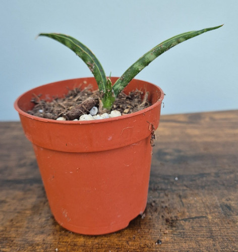 Sansevieria cylindrica baby - -,