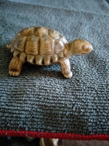 Wade turtle tortoise - turtle,