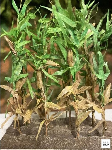 Corn seedling set - 1/35,