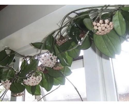 Hoya carnosa houseplant - carnosa,