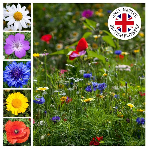 100 wildflower seed - wildflower, save