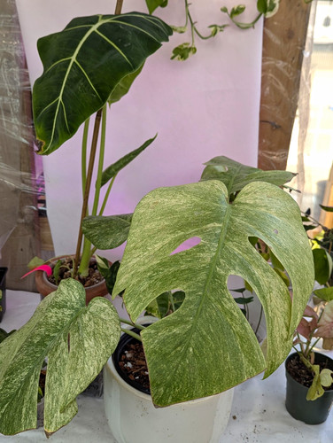 Full mint monsteraxl potted - full,