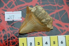 SALE......BEAUTIFUL  MEGALODON