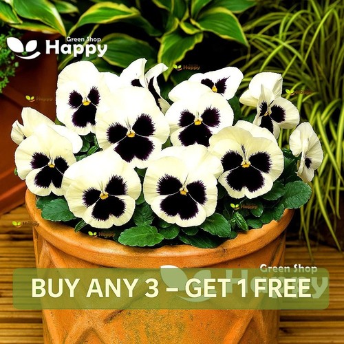 Flower pansy swiss giants - flower,