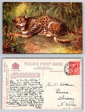 Leopard - Tuck's Oilette 'Wild