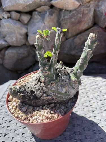Fouquieria fasciculata - fouquieria,