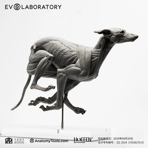 Muscle anatomy greyhound - anatomy,