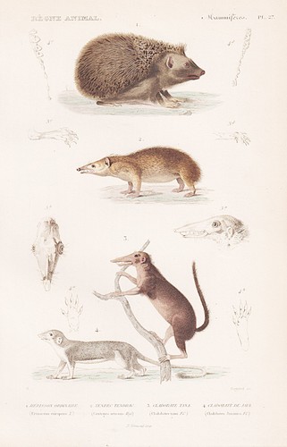 Hedgehog tenreks - hedgehog,