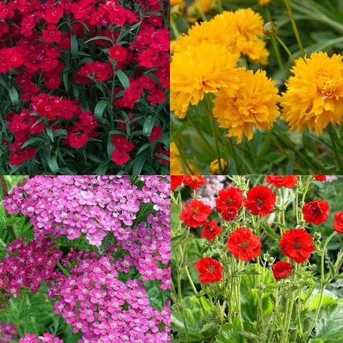 Litre plant perennial - 4, x