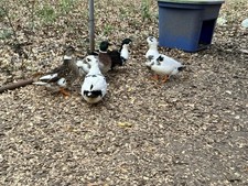 8+ Call Duck Hatching Eggs