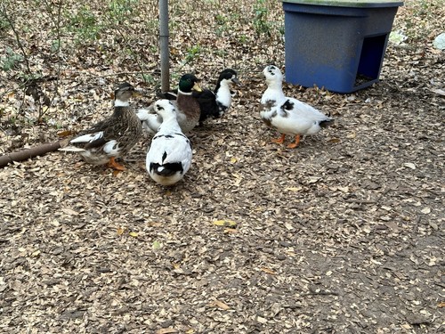 Call duck hatching eggs - 8+,