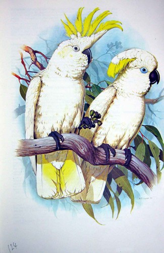 Original old vintage print - old,