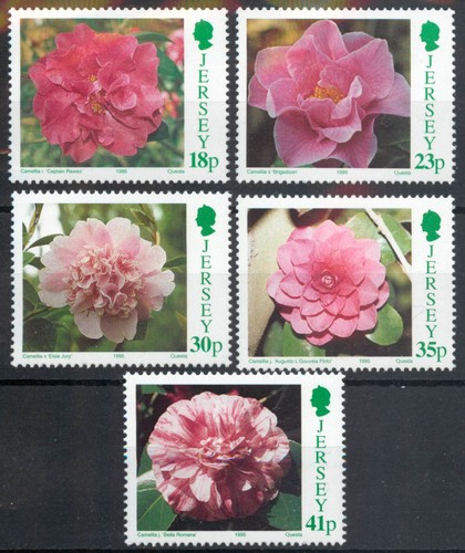 Jersey 1995 camellias - jersey,