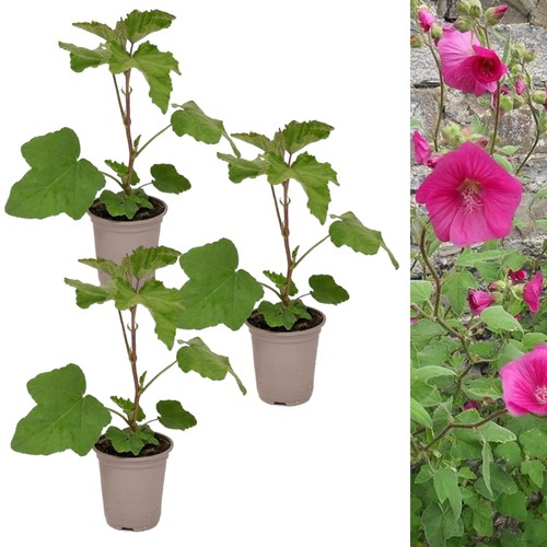 Lavatera ruby red 9cm - 'ruby, in