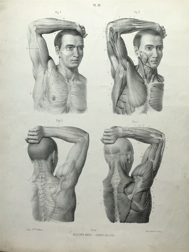 External forms man anatomy - external,