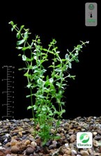 Live Aquarium Plants