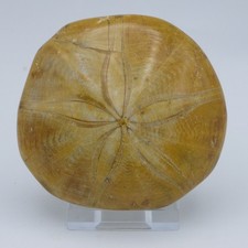 Jurassic Fossil  Sand Dollar