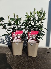 2 x 1L Viburnum 'Tinus' Pretty