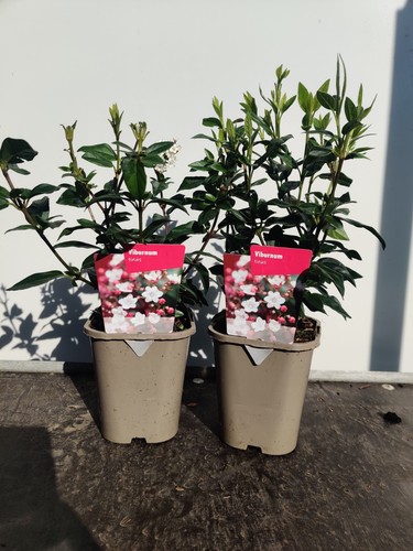 Viburnum tinus pretty - x, 'tinus'